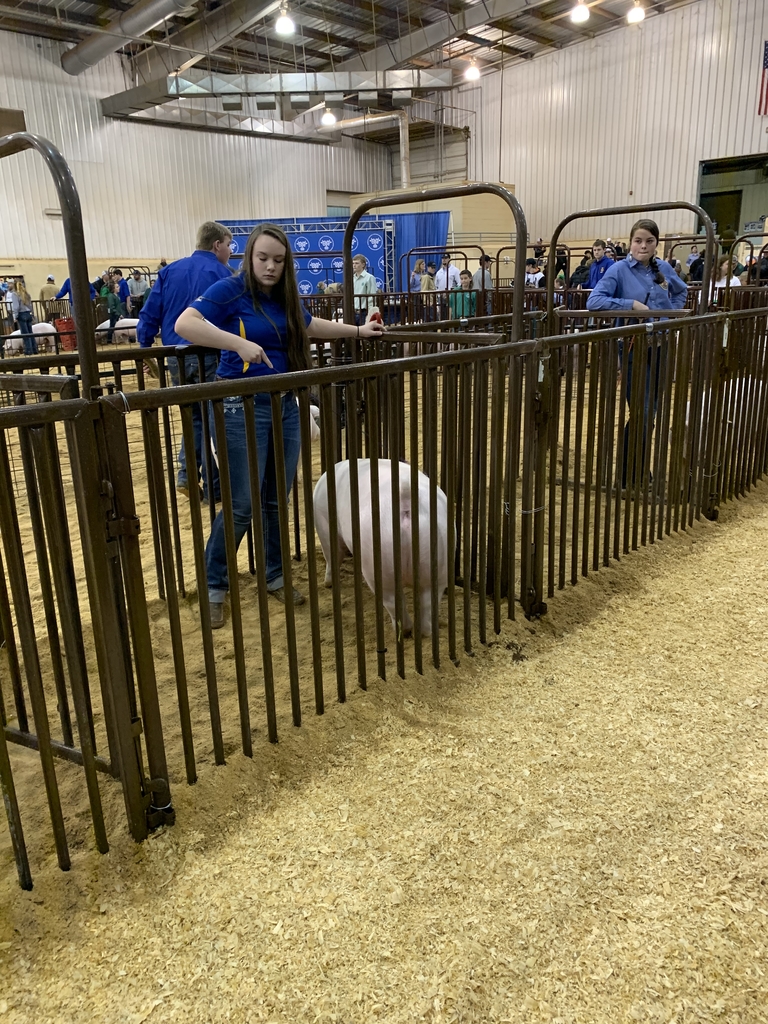 Madisen Rhoades with her class 2 Chester White gilt
